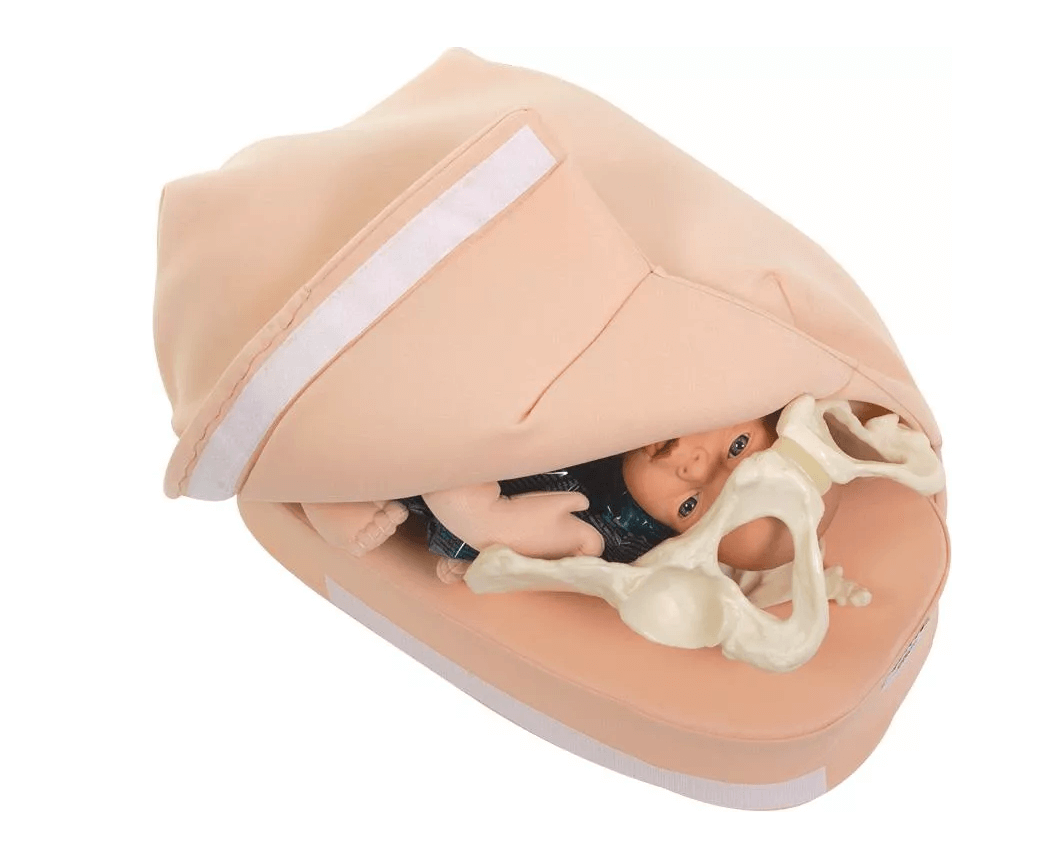 Modellset abdominale Palpation - Erler - Zimmer
